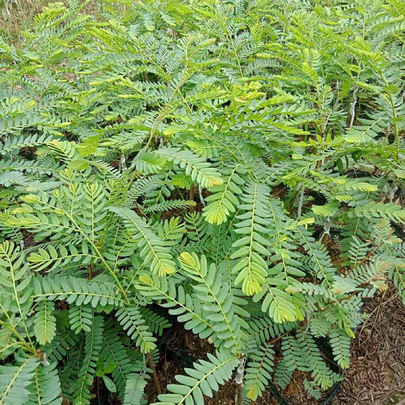 余甘果苗，耐寒品种南北方适合种植，产量高，易结果
