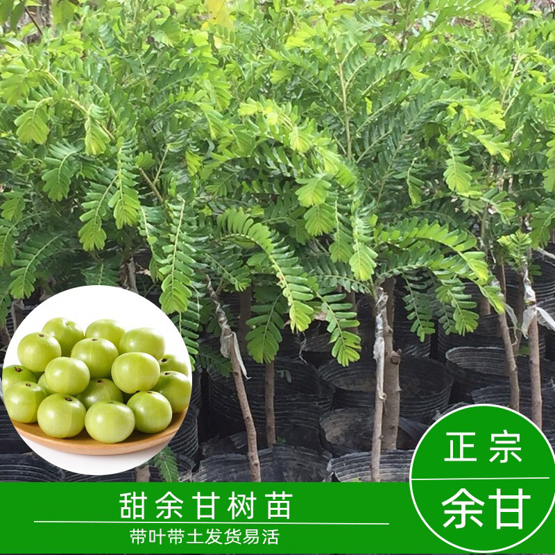 余甘果苗，耐寒品种南北方适合种植，产量高，易结果