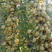 余甘果苗，耐寒品种南北方适合种植，产量高，易结果
