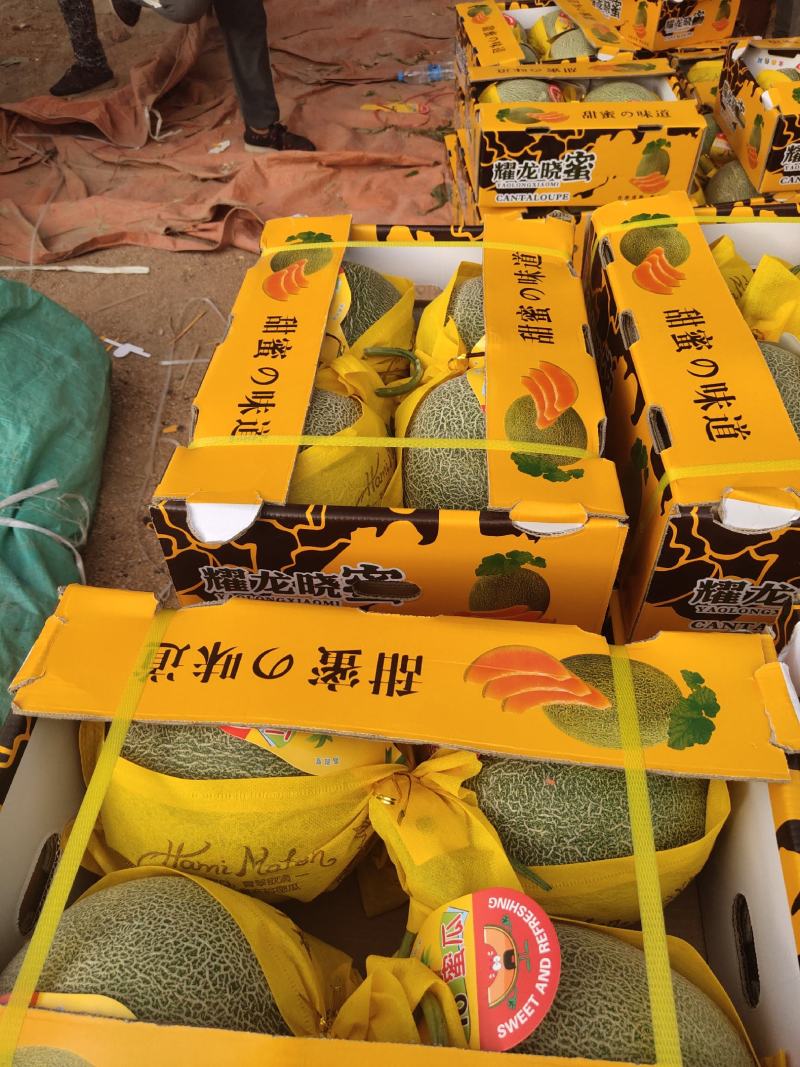 【精品】产地甘肃民勤晓蜜25哈密瓜可看视频整车代发！