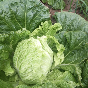 夏阳白菜，2020年白菜上市，现出现装，