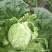 夏阳白菜，2020年白菜上市，现出现装，