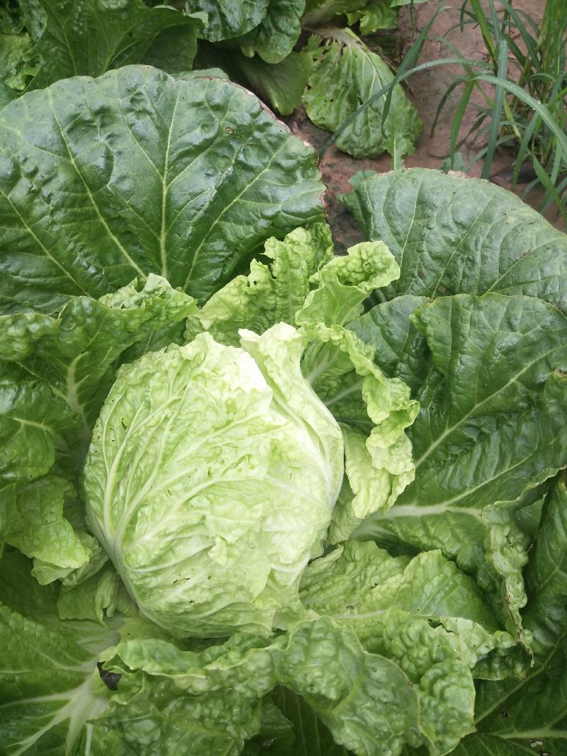 夏阳白菜，2020年白菜上市，现出现装，