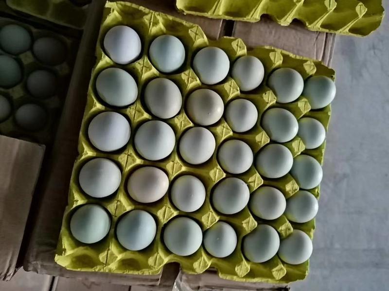 精品土鸡蛋，农五农二玉米黄浓香双色到位日捡日发