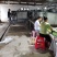 2025新鲜Ｂ级米板栗仁饭店酒店用板栗仁真空包装油栗