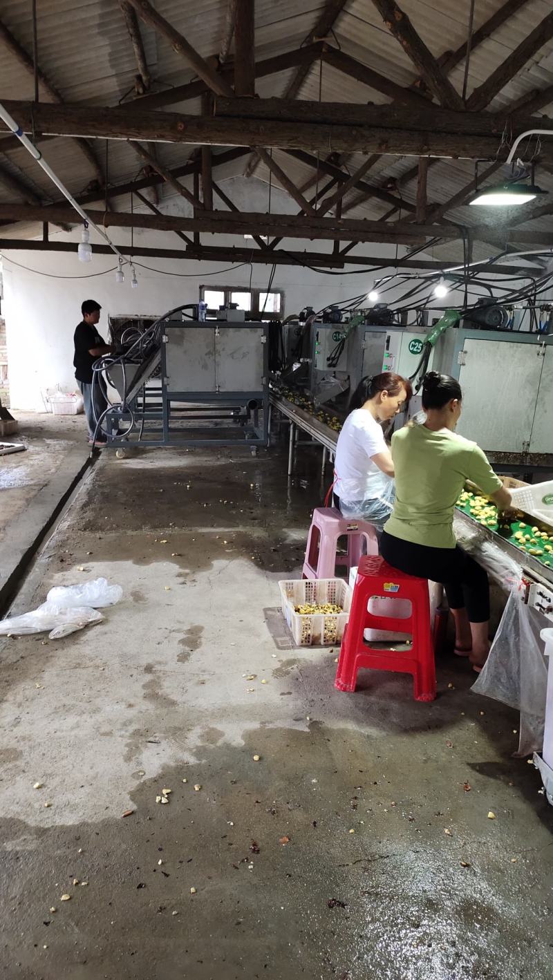 2025新鲜Ｂ级米板栗仁饭店酒店用板栗仁真空包装油栗