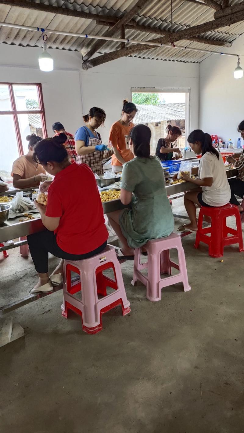 2025新鲜Ｂ级米板栗仁饭店酒店用板栗仁真空包装油栗