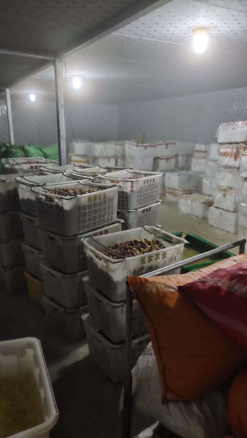2025新鲜Ｂ级米板栗仁饭店酒店用板栗仁真空包装油栗