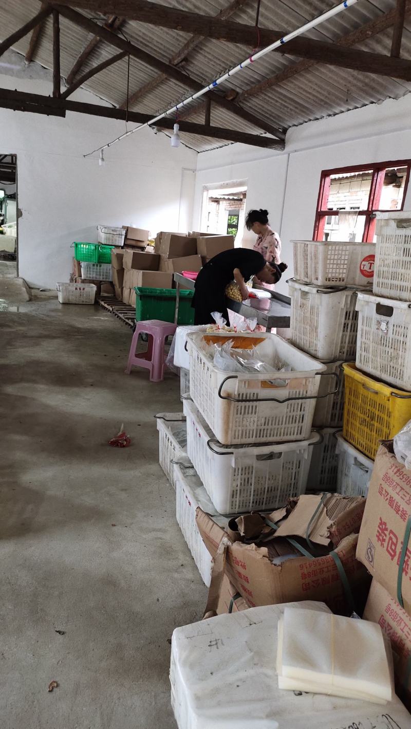2025新鲜Ｂ级米板栗仁饭店酒店用板栗仁真空包装油栗