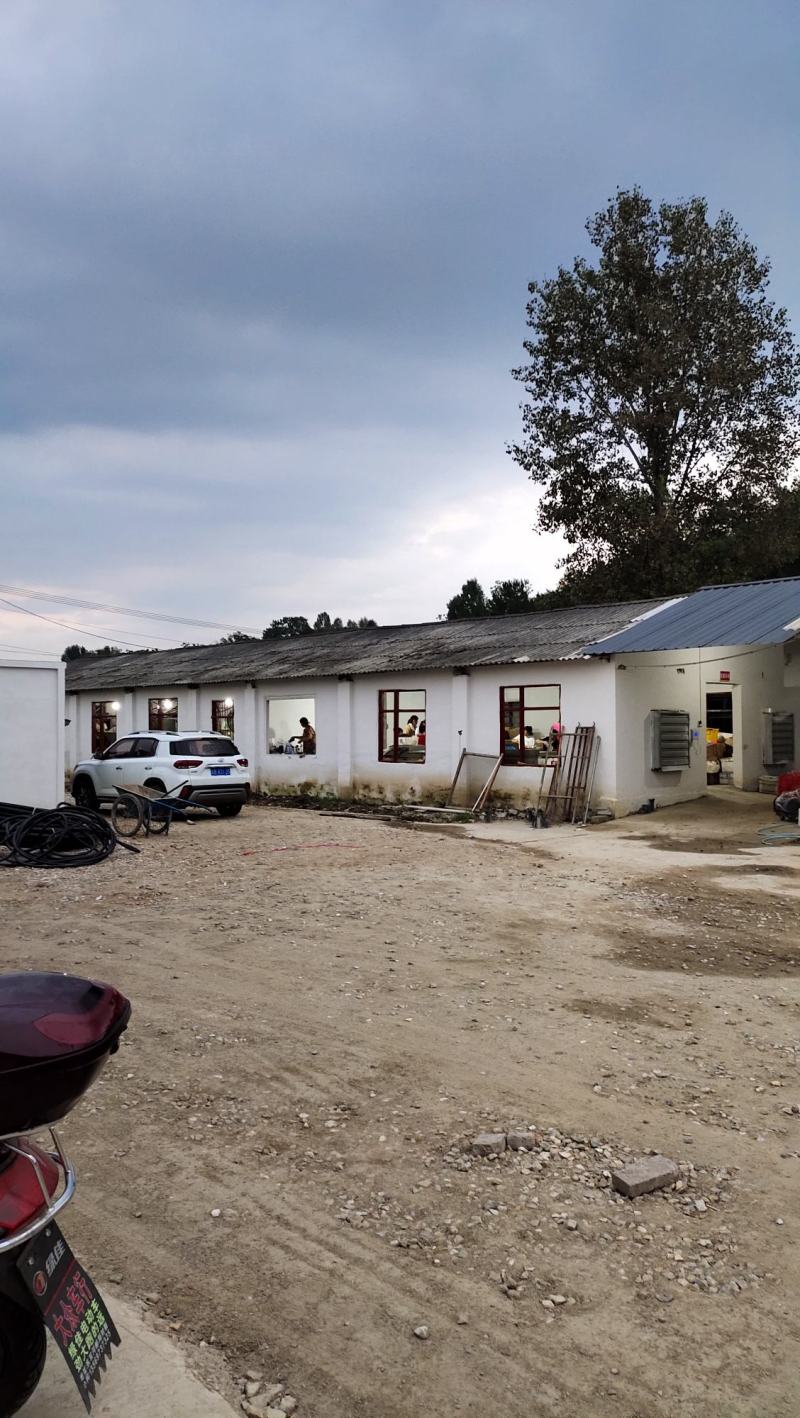 2025新鲜Ｂ级米板栗仁饭店酒店用板栗仁真空包装油栗