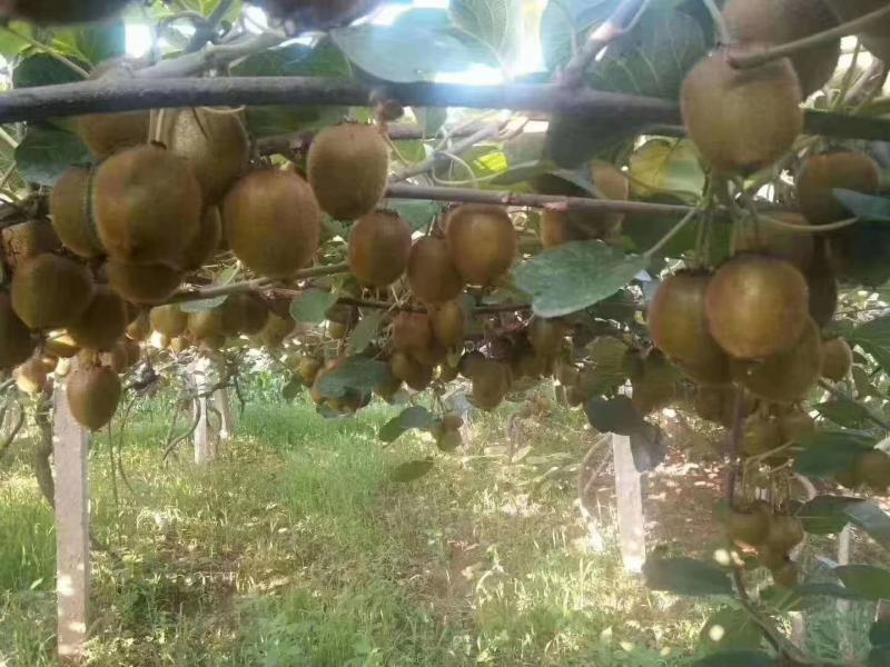 千亩富硒猕猴桃已大量上市量特大果特甜