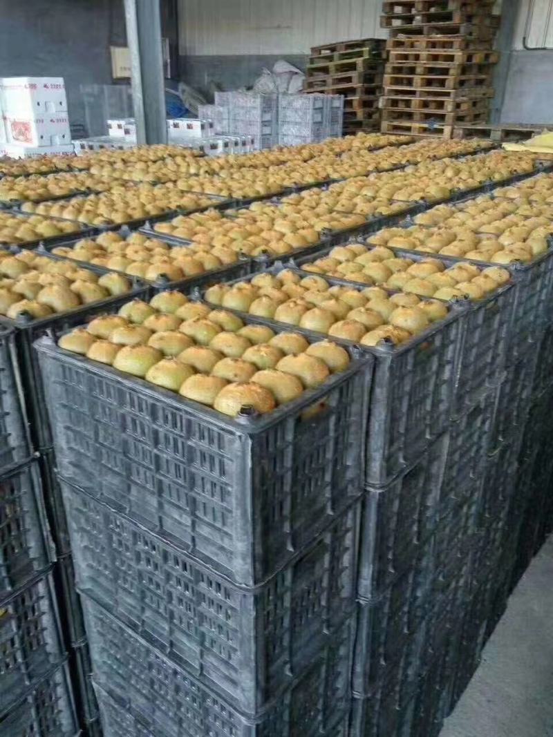 千亩富硒猕猴桃已大量上市量特大果特甜