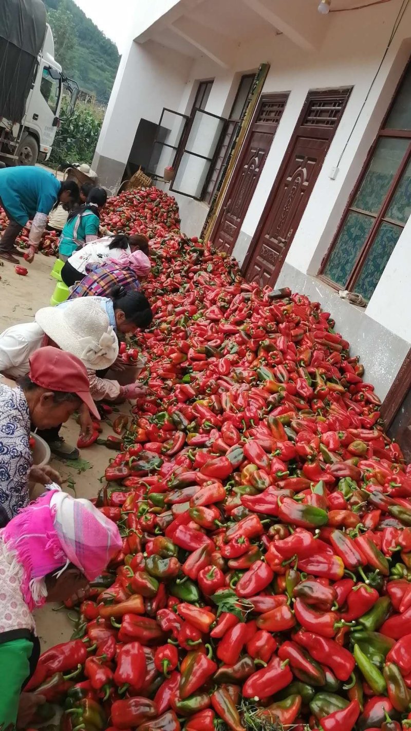 甜椒