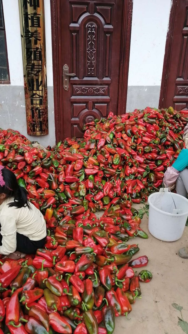 甜椒