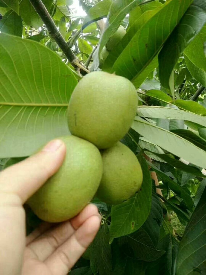 汉源特产新核桃上市了，欢迎广大客商惠顾，