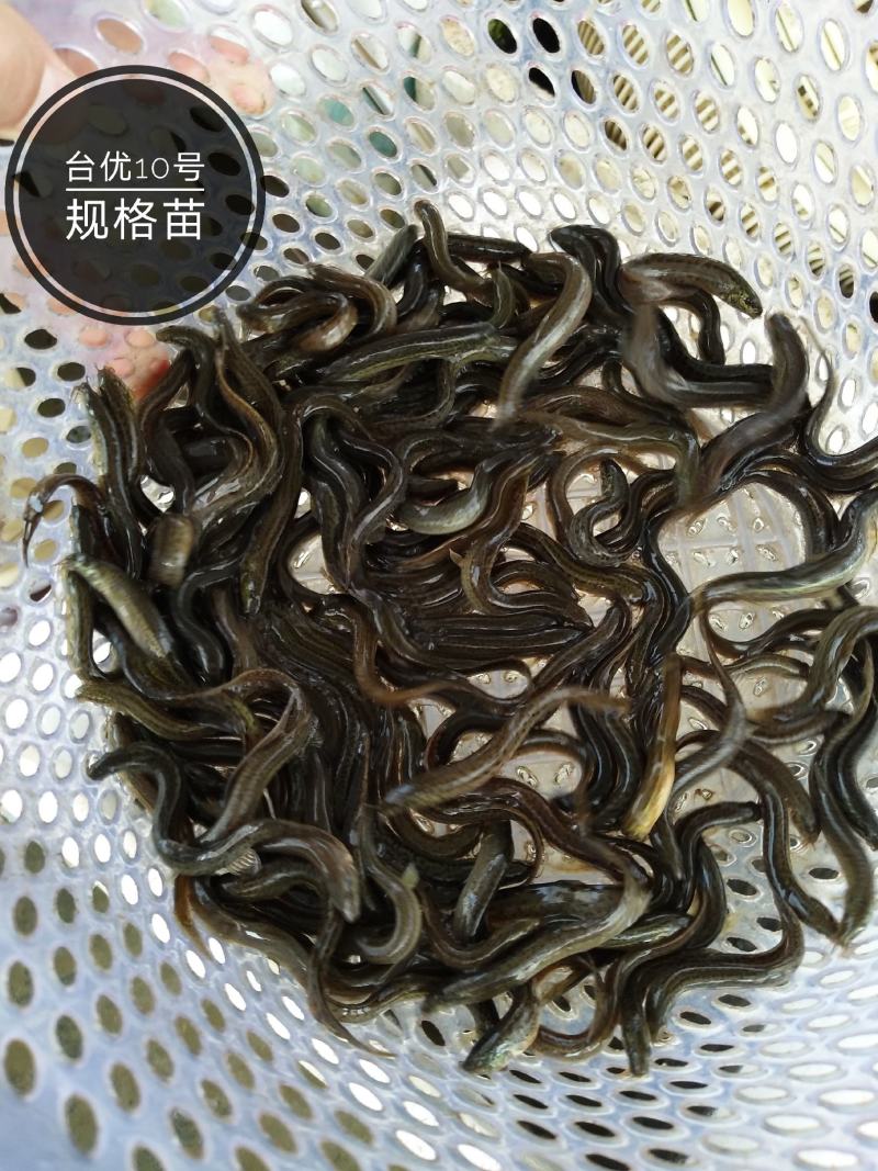 【泥鳅苗】杂交泥鳅苗台湾泥鳅鱼苗包技术可回收