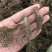 地胆头广东人煲汤材料地胆头干货新货草鞋根草鞋底