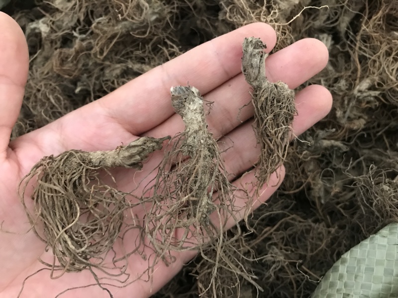 地胆头广东人煲汤材料地胆头干货新货草鞋根草鞋底