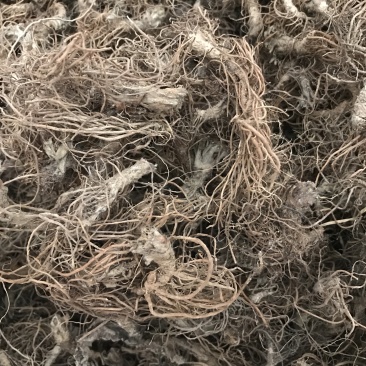 地胆头广东人煲汤材料地胆头干货新货草鞋根草鞋底