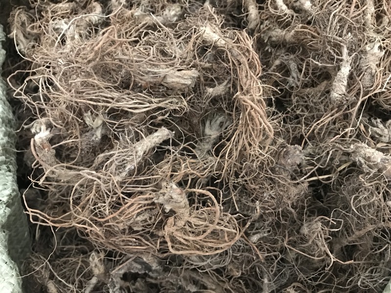 地胆头广东人煲汤材料地胆头干货新货草鞋根草鞋底