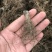 地胆头广东人煲汤材料地胆头干货新货草鞋根草鞋底