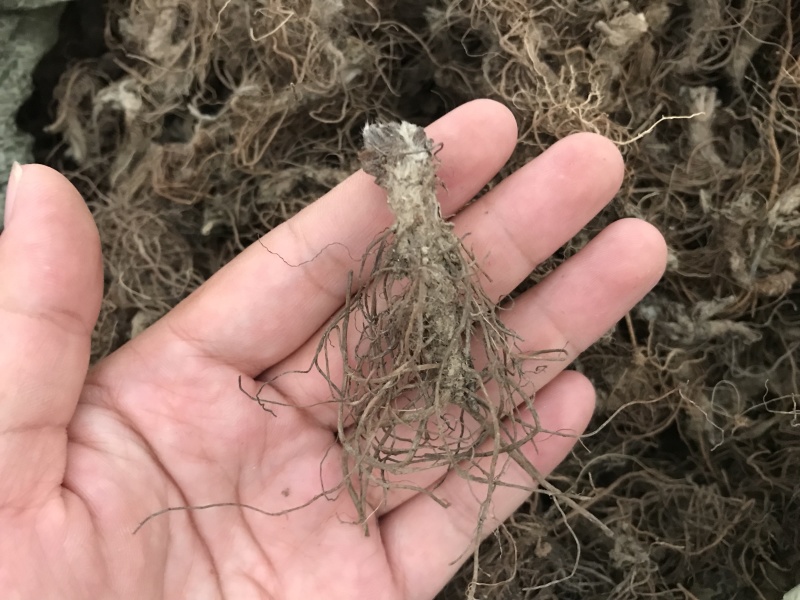 地胆头广东人煲汤材料地胆头干货新货草鞋根草鞋底