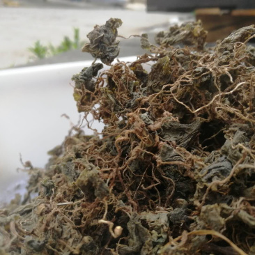 小叶青天葵新货青天葵非大叶独叶连珍珠叶半边伞独脚莲代发货