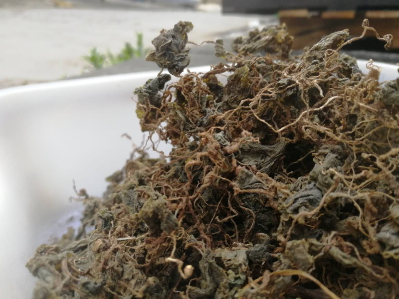 小叶青天葵新货青天葵非大叶独叶连珍珠叶半边伞独脚莲代发货