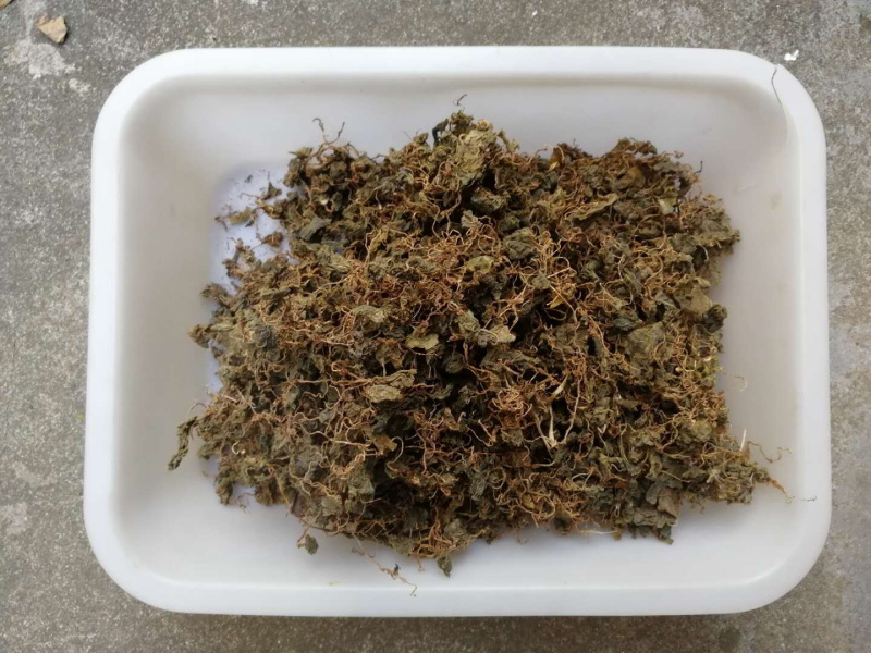 小叶青天葵新货青天葵非大叶独叶连珍珠叶半边伞独脚莲代发货