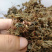 小叶青天葵新货青天葵非大叶独叶连珍珠叶半边伞独脚莲代发货