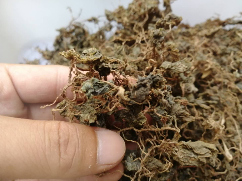 小叶青天葵新货青天葵非大叶独叶连珍珠叶半边伞独脚莲代发货