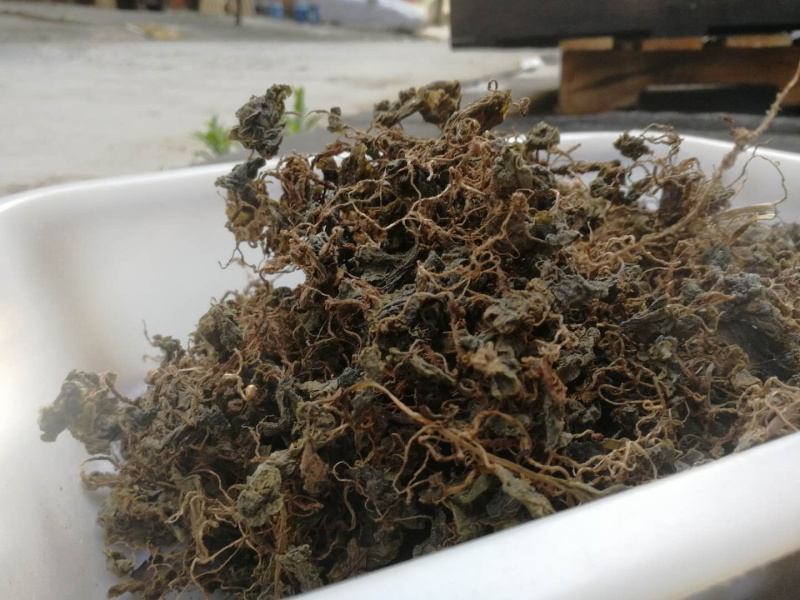 小叶青天葵新货青天葵非大叶独叶连珍珠叶半边伞独脚莲代发货