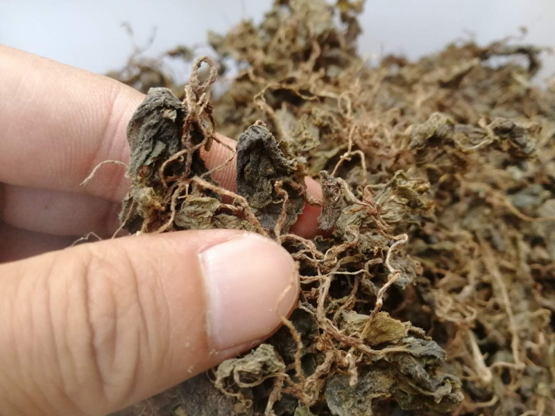 小叶青天葵新货青天葵非大叶独叶连珍珠叶半边伞独脚莲代发货