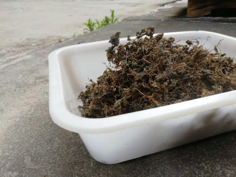 小叶青天葵新货青天葵非大叶独叶连珍珠叶半边伞独脚莲代发货