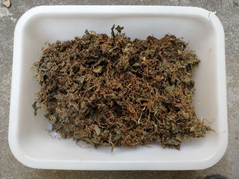 小叶青天葵新货青天葵非大叶独叶连珍珠叶半边伞独脚莲代发货