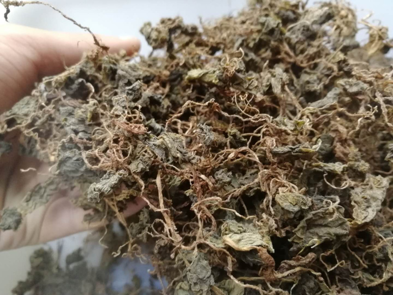 小叶青天葵新货青天葵非大叶独叶连珍珠叶半边伞独脚莲代发货