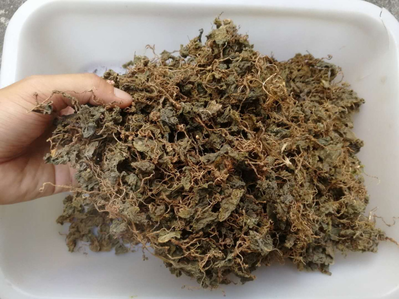 小叶青天葵新货青天葵非大叶独叶连珍珠叶半边伞独脚莲代发货