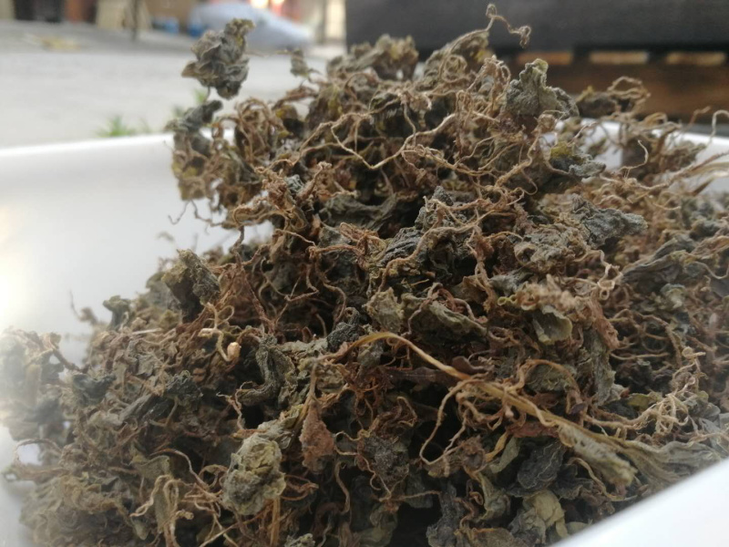小叶青天葵新货青天葵非大叶独叶连珍珠叶半边伞独脚莲代发货