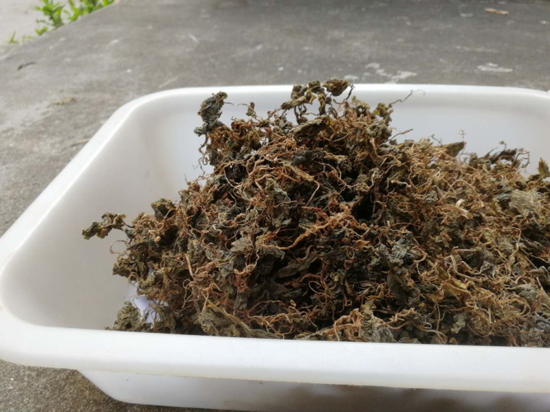 小叶青天葵新货青天葵非大叶独叶连珍珠叶半边伞独脚莲代发货