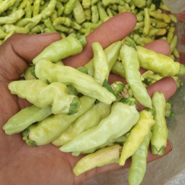 小米辣，需要的联系了，