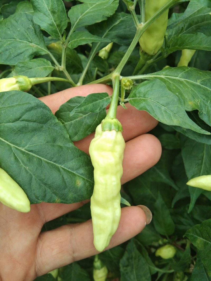小米辣，需要的联系了，