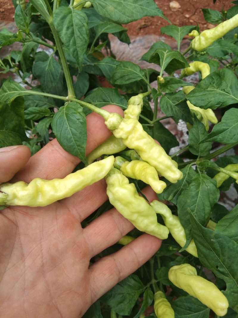 小米辣，需要的联系了，