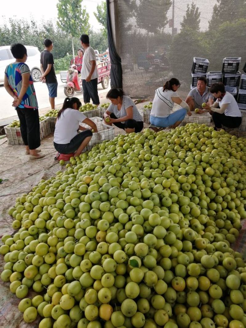 皇冠梨产业园