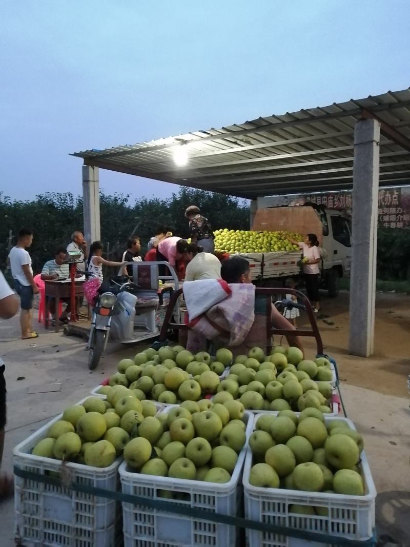 皇冠梨产业园