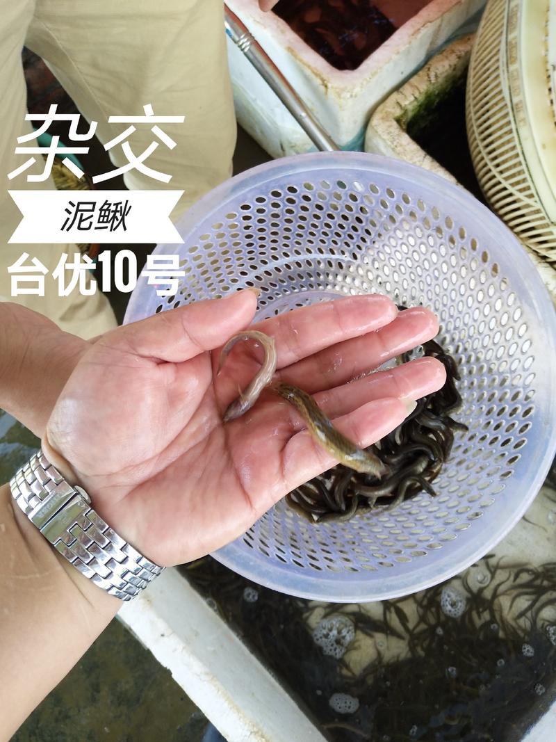 【泥鳅苗】杂交泥鳅苗台湾泥鳅鱼苗包技术可回收