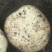 云南名品土豆云薯304号种薯及成品薯上市热卖中