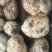 云南名品土豆云薯304号种薯及成品薯上市热卖中