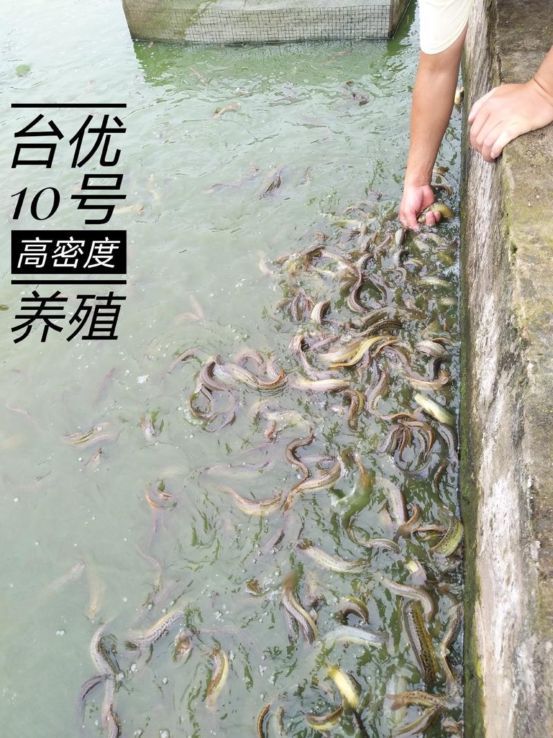 【泥鳅苗】杂交泥鳅苗台湾泥鳅鱼苗包技术可回收