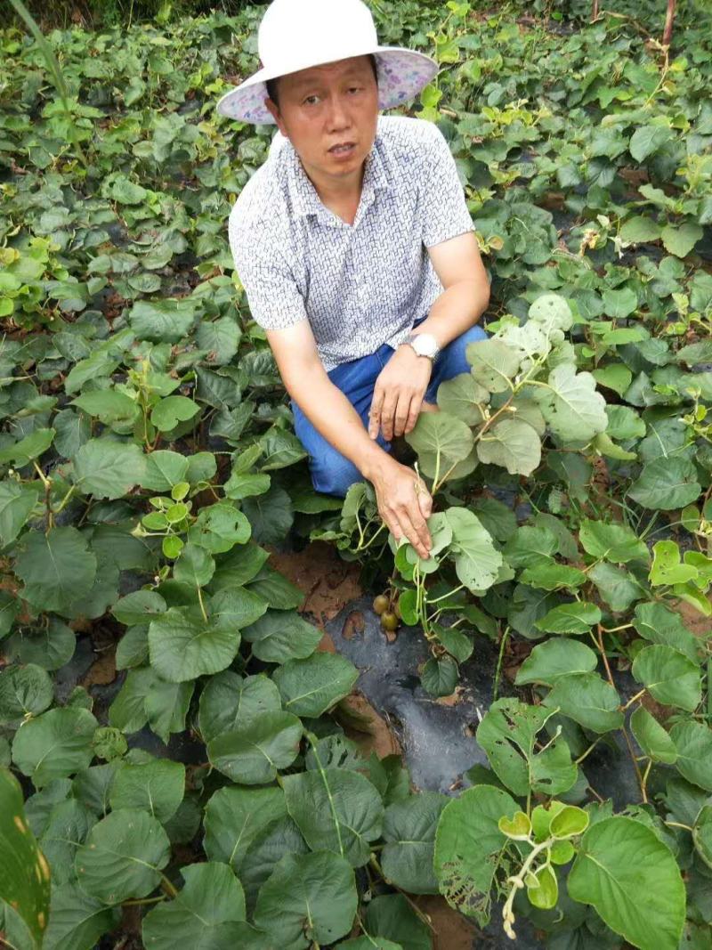 【热销】苍溪红心猕猴桃苗产地发货优质嫁接苗品种保证包成活