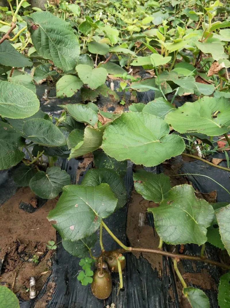 【热销】苍溪红心猕猴桃苗产地发货优质嫁接苗品种保证包成活